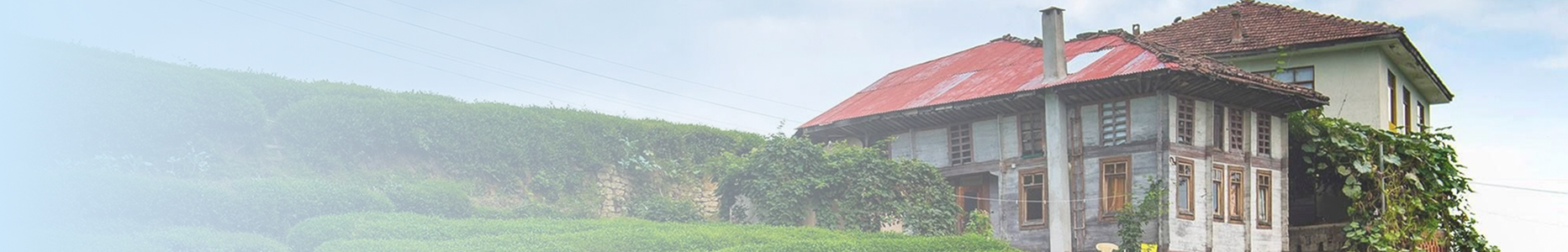 Gallery Banner Background